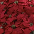 thumbnail image 2 of Nearly Natural Giant Poinsettia Arrangement with Decorative Planter in Green, 2 of 3