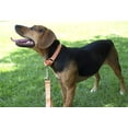 thumbnail image 2 of HSHDLDF Mango Martingale Heavy Duty Nylon Dog Collar 21 Vibrant Color Options (3/4 Inch Width, Small), 2 of 7