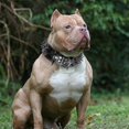 thumbnail image 3 of Stylish Leather Dog Collars with Sharp Points for Large Breeds like Pitbulls and Mastiffs, 3 of 5