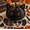 06# Cat, variant on DIY Animal Pumpkin Sewing Kit, Harvest Fabric Craft Set, Autumn Thanksgiving Decor, Handmade Gift, Cute Woodland Friends, Pre-Cut Patchwork, Halloween Seasonal Ornament,Owl