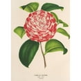 thumbnail image 3 of Charles Antoine Lemaire 11x14 Black Modern Framed Museum Art Print Titled - Camelli Race (1854-1896), 3 of 5