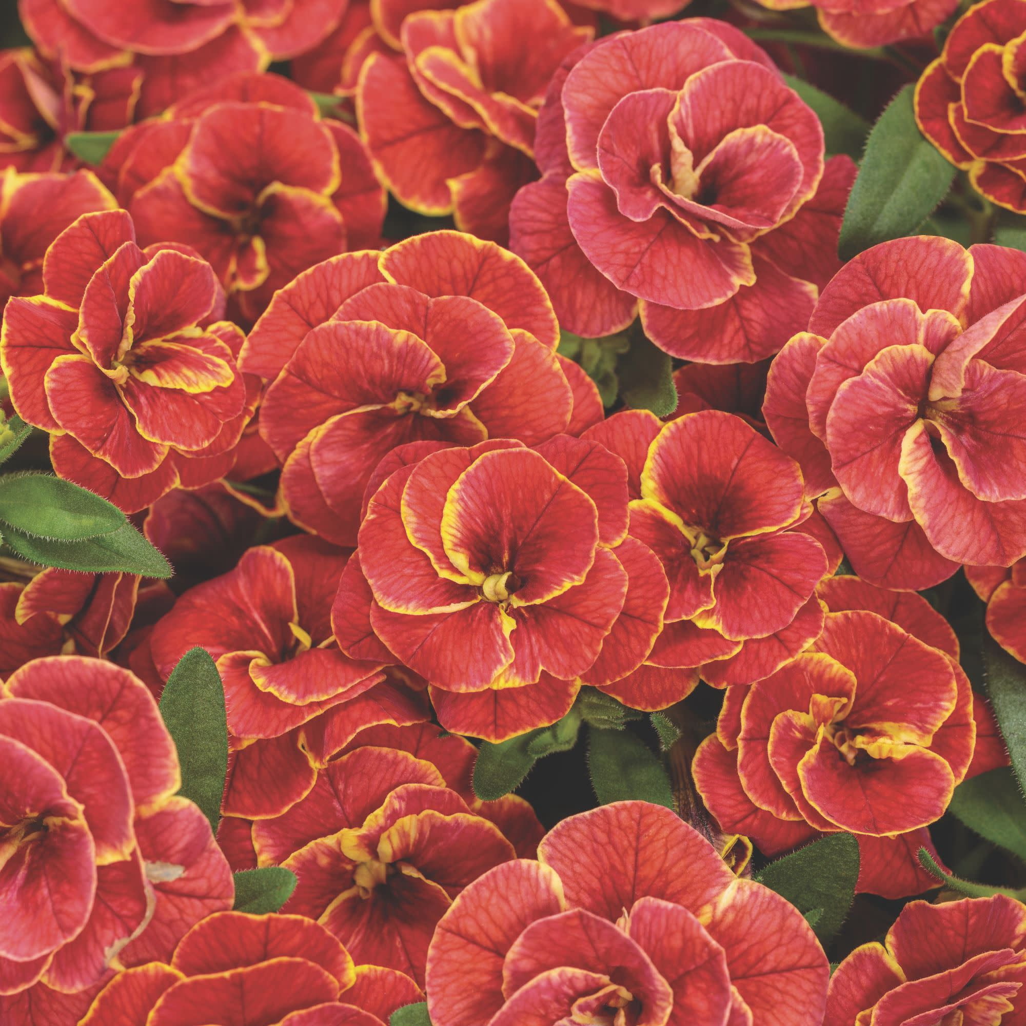 Proven Winners 4" Superbells Double Redstone Calibrachoa Live Plant in 4.25" Pot (4 Count)