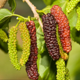 thumbnail image 5 of Pakistan Mulberry Plant, Long Mulberry Fruit Tree Live Plant, Indoor Outdoor Planting, 4 to 7 Inches, 5 of 5