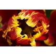 thumbnail image 2 of Bush, Marie 24x17 Black Ornate Wood Framed with Double Matting Museum Art Print Titled - Europe, Netherlands, Lisse Parrot tulip close-up, 2 of 4