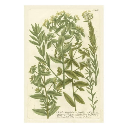 Johanns Garden - Weinmann's Garden V Print Wall Art By Johann Wilhelm Weinmann