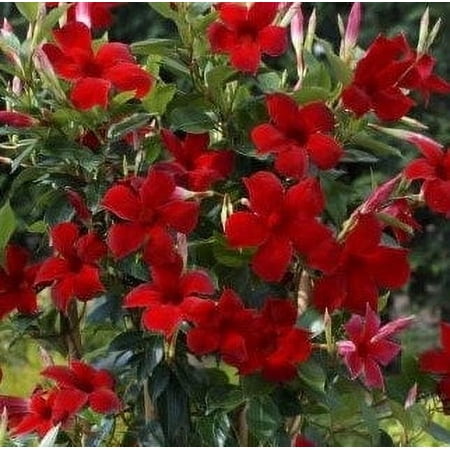 2 Suntory/ Crimson Original Mandevilla in a 4" Pot