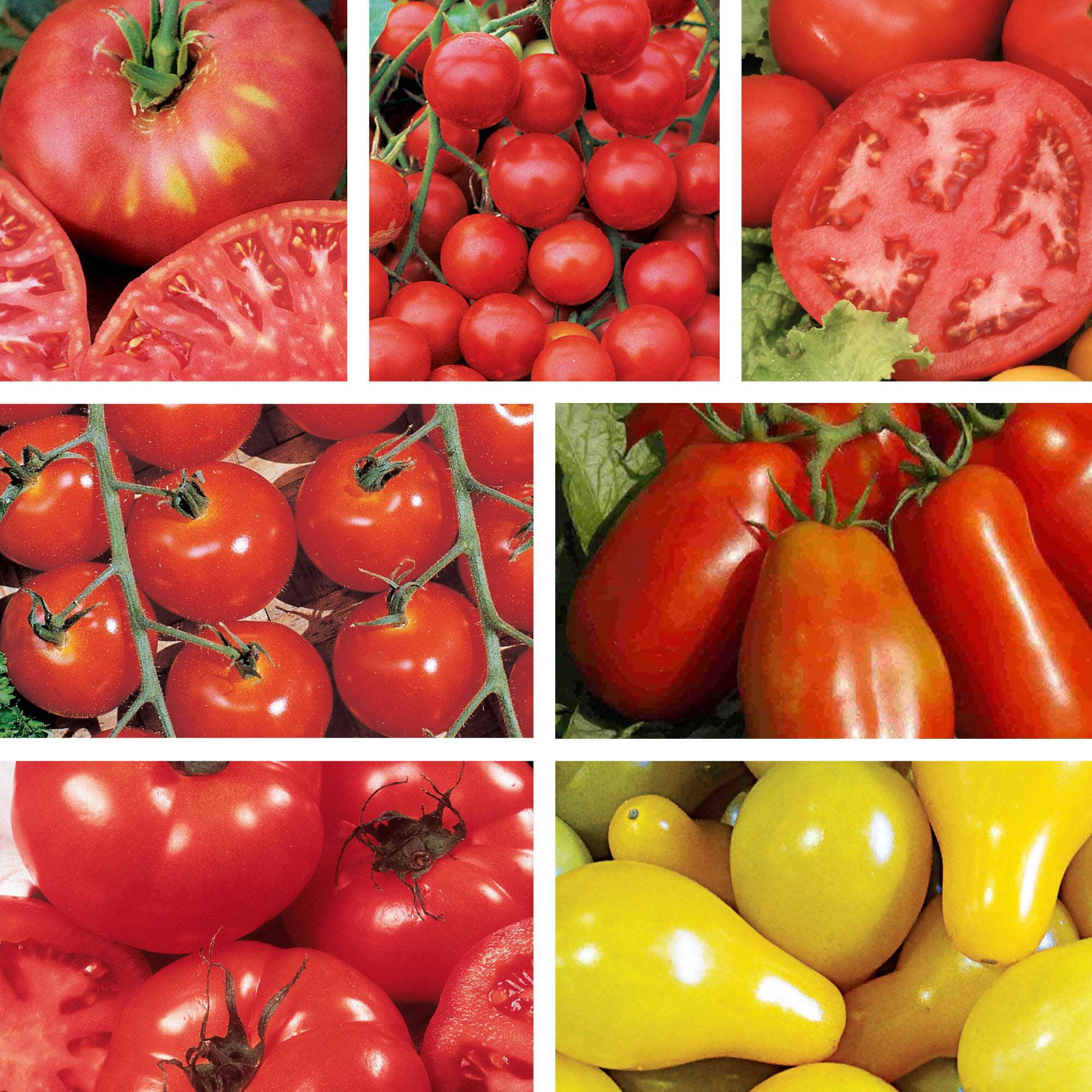 Ferry-Morse Tomato Lover Organic Seed Variety Pack - 7 Pack