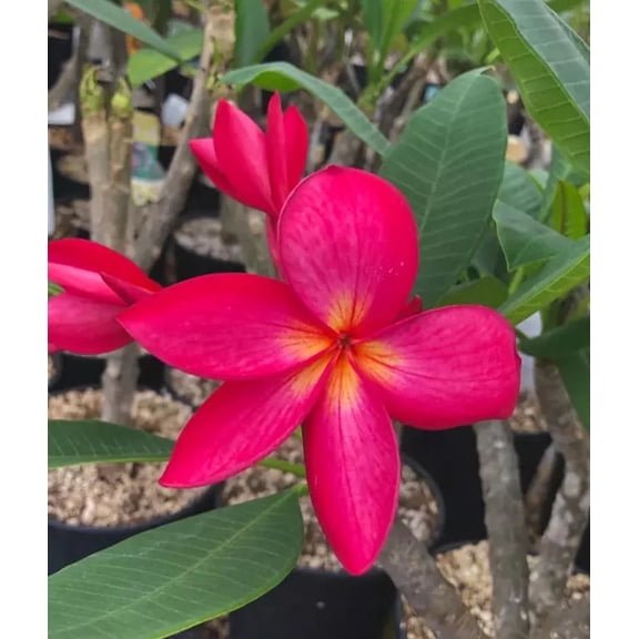 10 Bright Pink Plumeria Seeds – Fragrant Frangipani Tropical Flower Tree – Garden or Container Growing