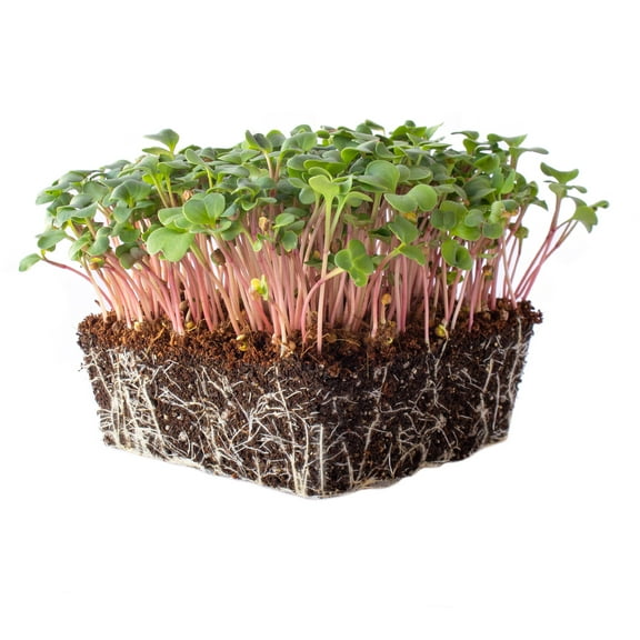 Pink Summercicle Radish Microgreens Seeds - 4 g Packet ~350 Seeds - Bright Pink Stemmed with Green Leaves - Non-GMO Micro Greens Seed