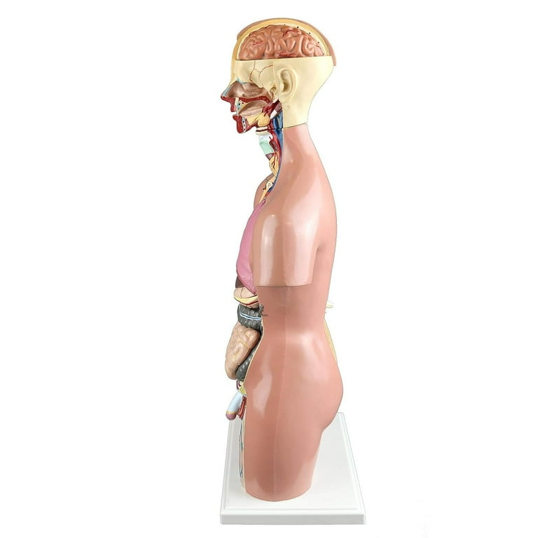 HTYSUPPLY PB00161 55cm 22-Part Dual-Sex Human Torso W/Open HTYSUPPLY PB00161 55cm 22-Part Dual-Sex Human Torso W/Open