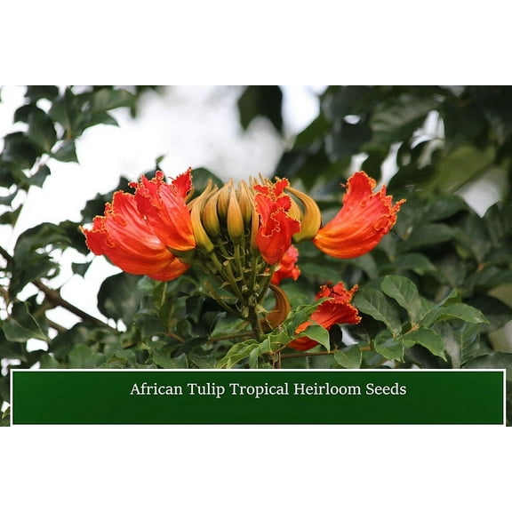 Serendipity Seeds 20 African Tulip Plant Seeds
