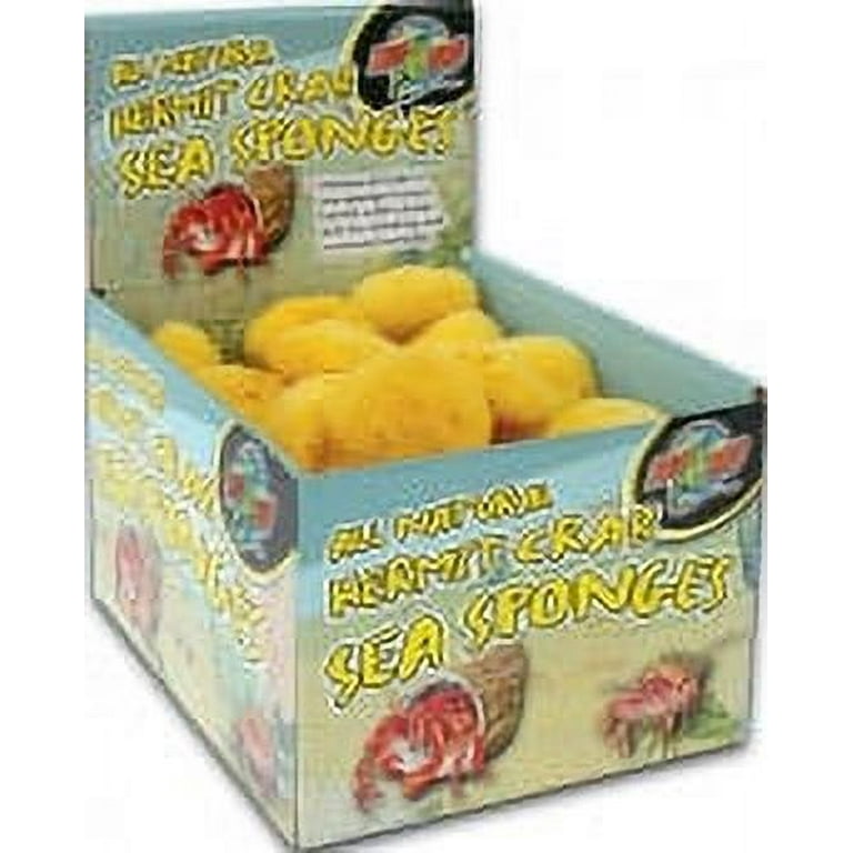 ALL NATURAL HERMIT CRAB SEA SPONGE DISPLAY ALL NATURAL HERMIT CRAB SEA SPONGE DISPLAY