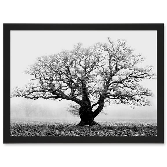 Old Oak Tree Black White In Mist Fog Photo A4 Artwork Framed Wall Art Print