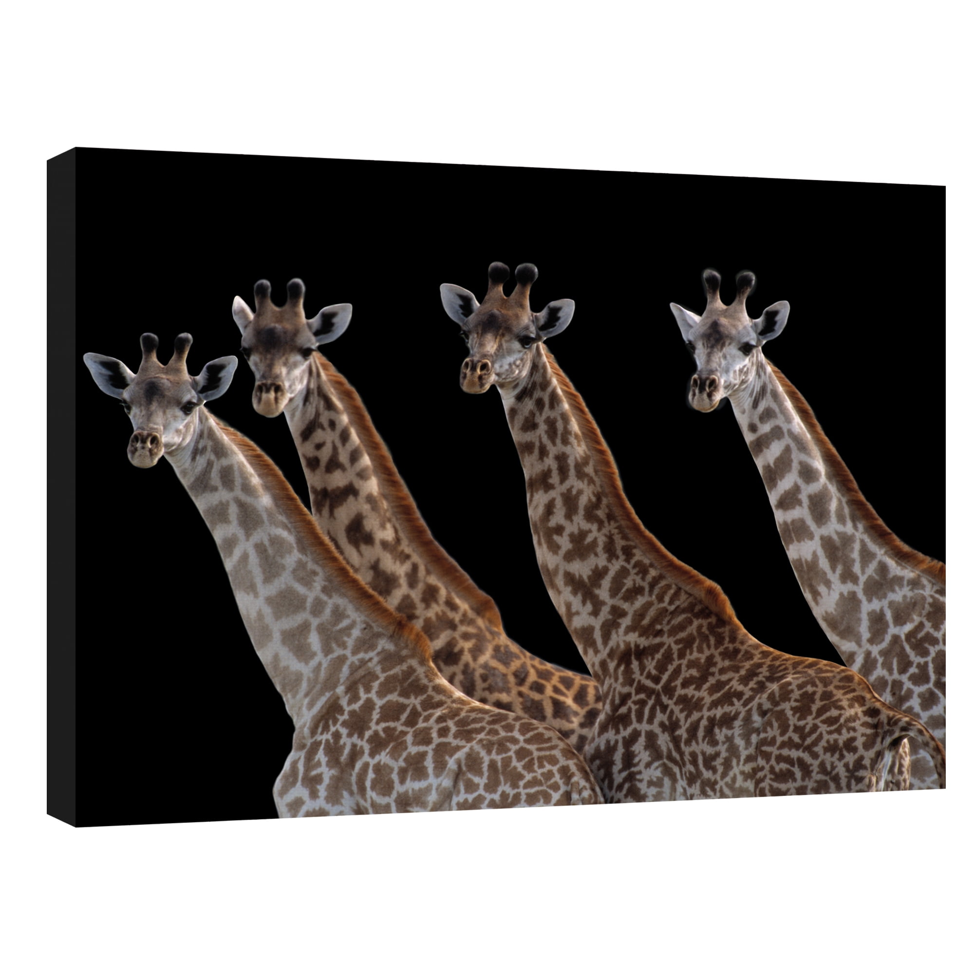 Giraffes in a Row Noir by Staffan Widstrand Giraffe Photo Canvas Art