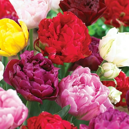 Tulip Double Late Mix, 12-Pack