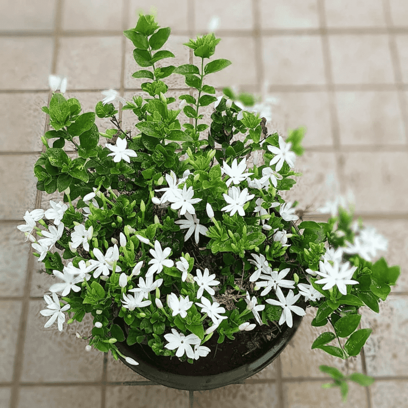 White Jasmine Plant Live, Fragrant Jasmine Flower Vine, Indoor