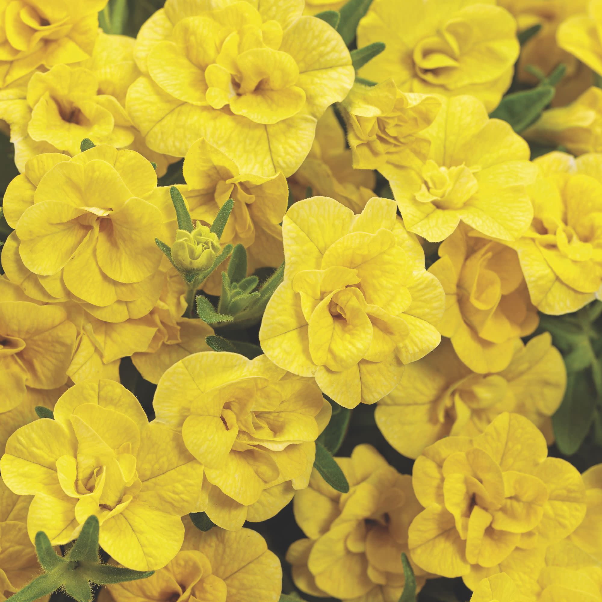 Proven Winners 4" Superbells Double Yellow Calibrachoa Live Plant in 4.25" Pot (4 Count)