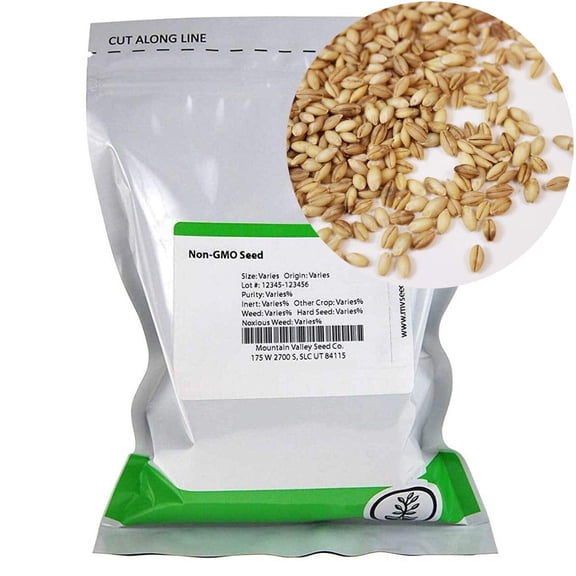 Organic Hulless Sprouting Barley - 25 Lb - Non-GMO Barley Seed - Husk Removed - Excellent Germination - For Sprouts, Barleygrass, Ornamental Grass, Emergency Supply, More