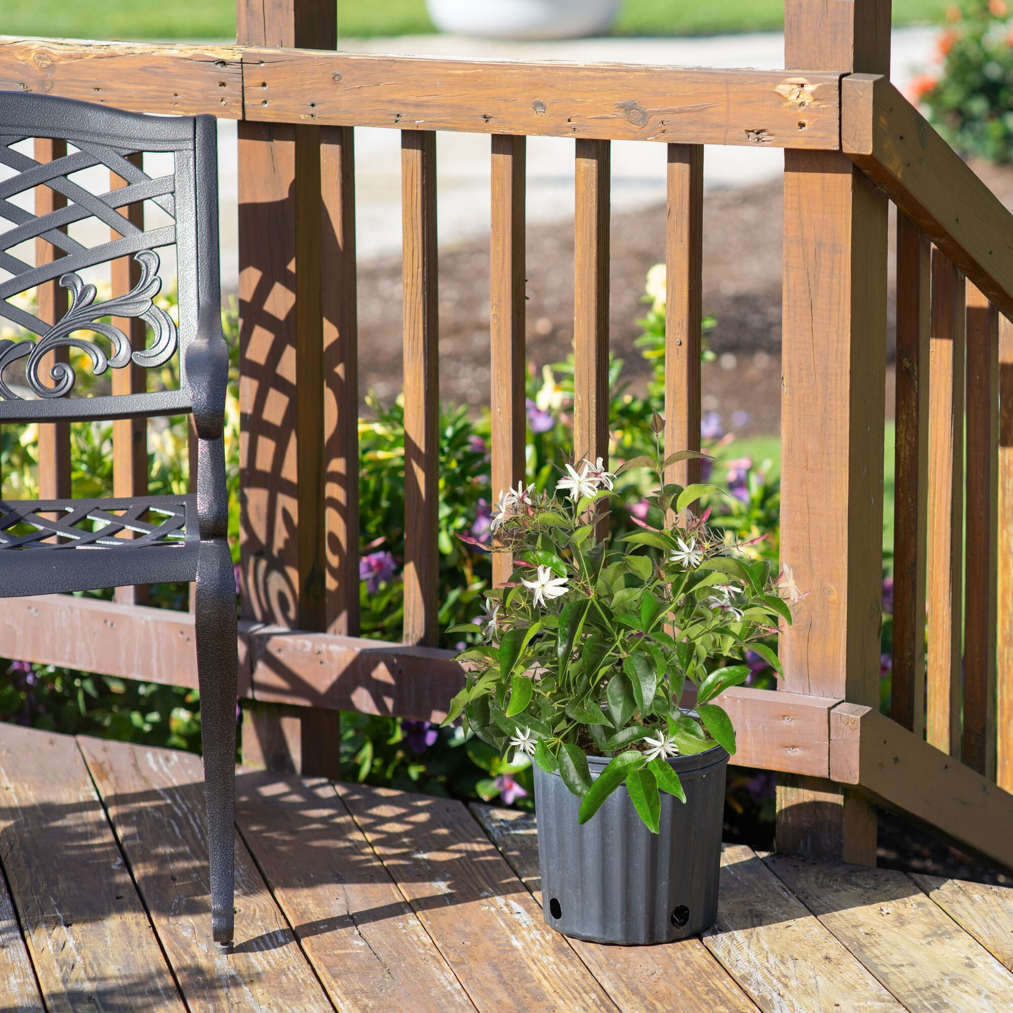 Island Blooms by Costa Farms 24" Tall Jasmine, Direct Sunlight, Live Flowering Outdoor Plant