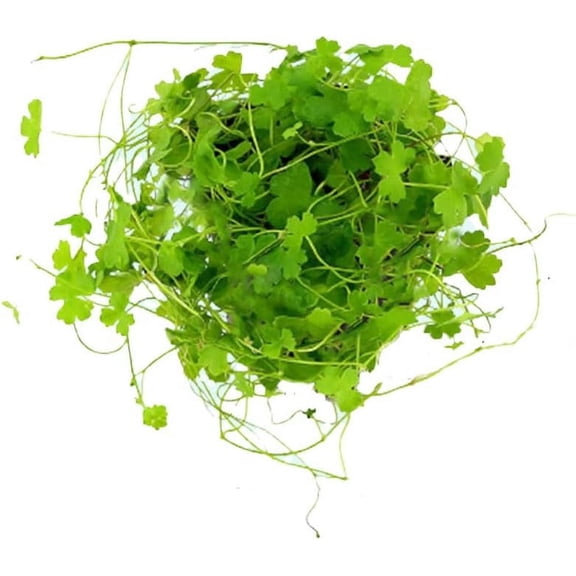 Dwarf PennyWort Japan (Hydrocotyle Tripartita) Live Aquarium Plants BUY2 GET1 FREE
