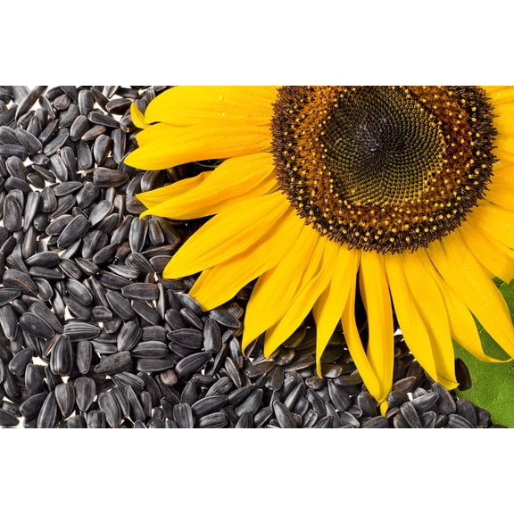 Seedville 100 Black Oil Sunflower Seeds, Attracts Hummingbirds