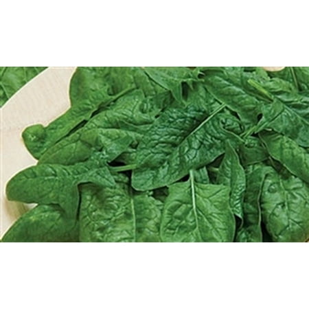 Spinach Melody Seed Hybrid - 1 Packet (Best Time To Plant Spinach Seeds)