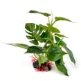 thumbnail image 2 of Adorno de planta de acuario artificial de aspecto realista para acuario Green Deco, 2 of 5