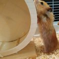 thumbnail image 2 of Roue d'Exercice pour Animaux de Compagnie Roulette en Bois Petit Animal Roue Silencieuse d'Exercice de Course, 2 of 8