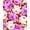 RED/FUSHIA/YELLOW, variant on Chiffon Printed Mid Summer Night Floral Rose Sheer Fabric for Dresses & DIY Decor (BLACK/GREY/YELLOW, HalfaYard)