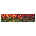 thumbnail image 2 of Unknown 14x7 Black Ornate Wood Framed with Double Matting Museum Art Print Titled - Tulips - Natures Colors, 2 of 4