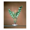 Penn Plax P11L Plant Aqua Medium Ambulia