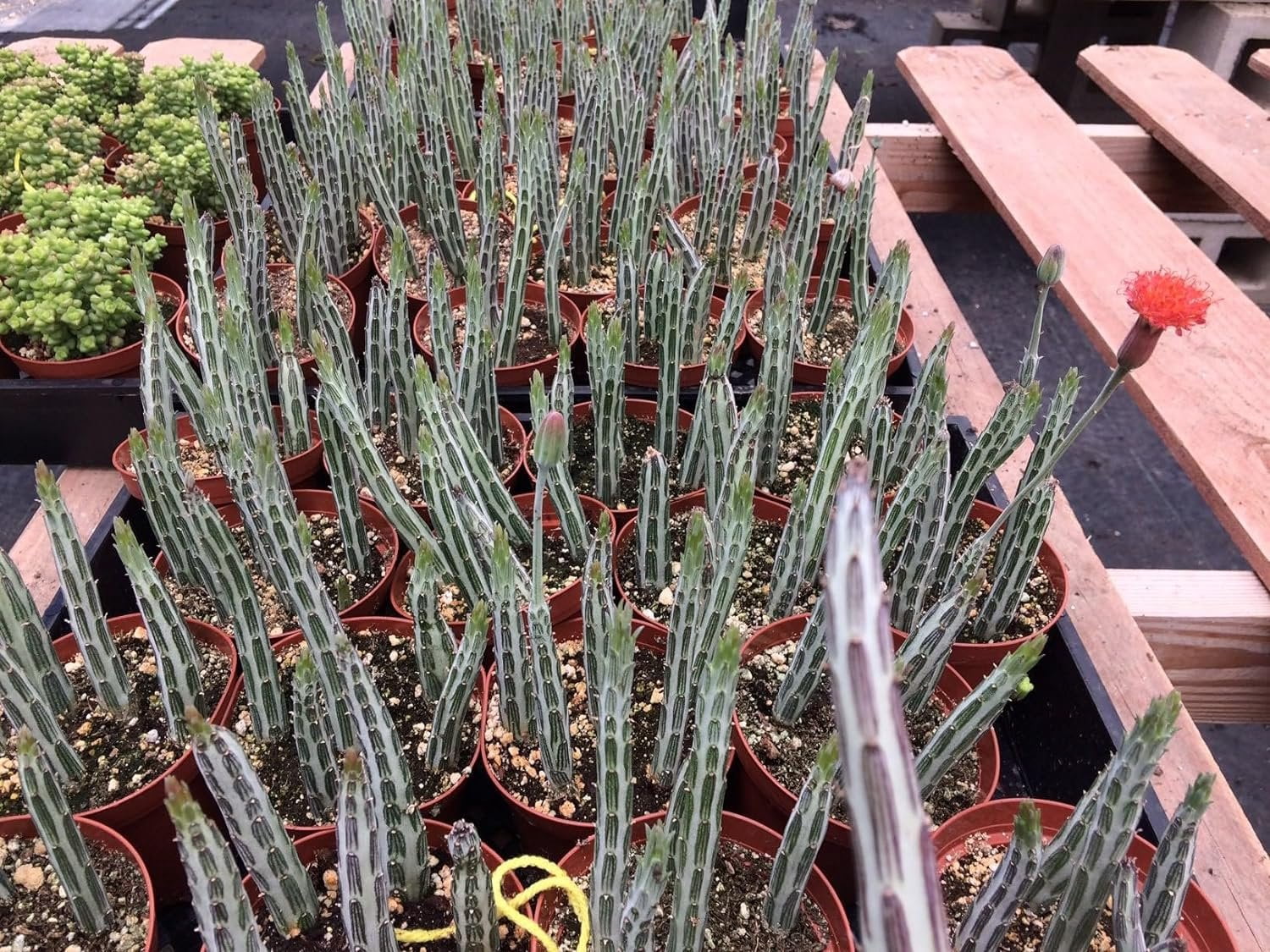 Pickle Plant Senecio - 3 Live Plants in 4 Inch Pots - Senecio Stapeliiformis - Beautiful Indoor Outdoor Cacti Succulent Houseplant
