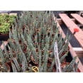 thumbnail image 2 of Pickle Plant Senecio - 3 Live Plants in 4 Inch Pots - Senecio Stapeliiformis - Beautiful Indoor Outdoor Cacti Succulent Houseplant, 2 of 6