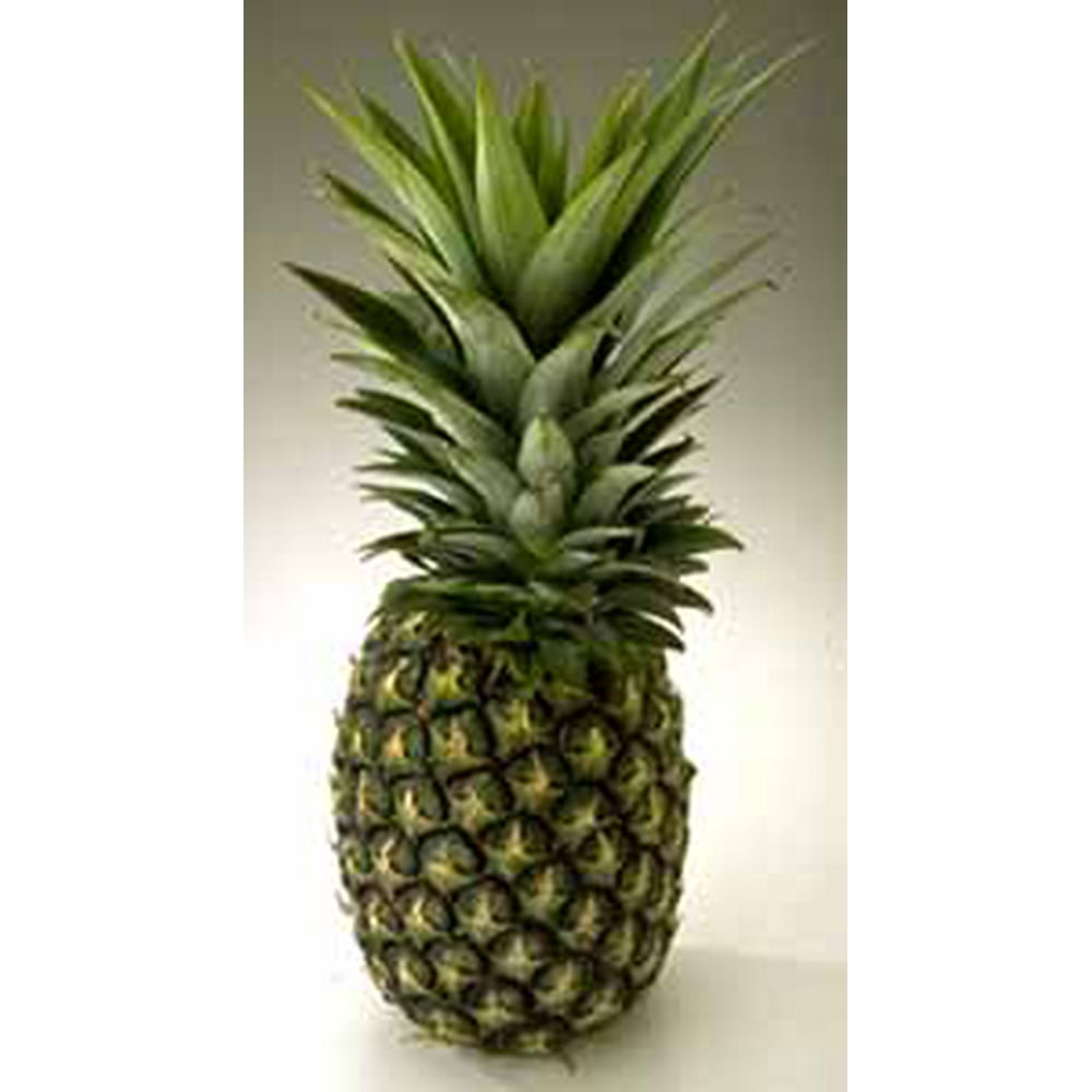 Sugarloaf Pineapple Plant Ananas Great Indoors/Out 4