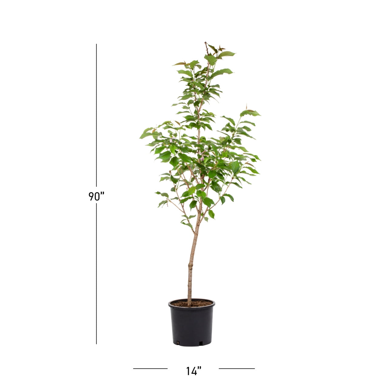 Expert Gardener Kwanzan Cherry Live Tree in 3.75-Gallon Grower Pot