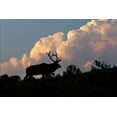 thumbnail image 2 of Jones, Adam 14x11 White Modern Wood Framed Museum Art Print Titled - Bull elk or wapiti silhouetted on ridge at sunrise-Yellowstone National Park-Wyoming, 2 of 4
