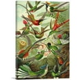thumbnail image 1 of ARTCANVAS Hummingbirds 1904 Canvas Art Print by Ernst Haeckel - Size: 26" x 18" (0.75" Deep), 1 of 9