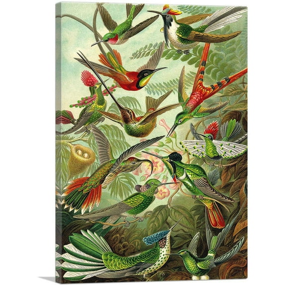 ARTCANVAS Hummingbirds 1904 Canvas Art Print by Ernst Haeckel - Size: 26" x 18" (0.75" Deep)