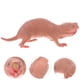 thumbnail image 2 of Simulación de la estatua del topo realista Figurina infantil para niños Mole Mole Escultura Mole Modelo animal, 2 of 6
