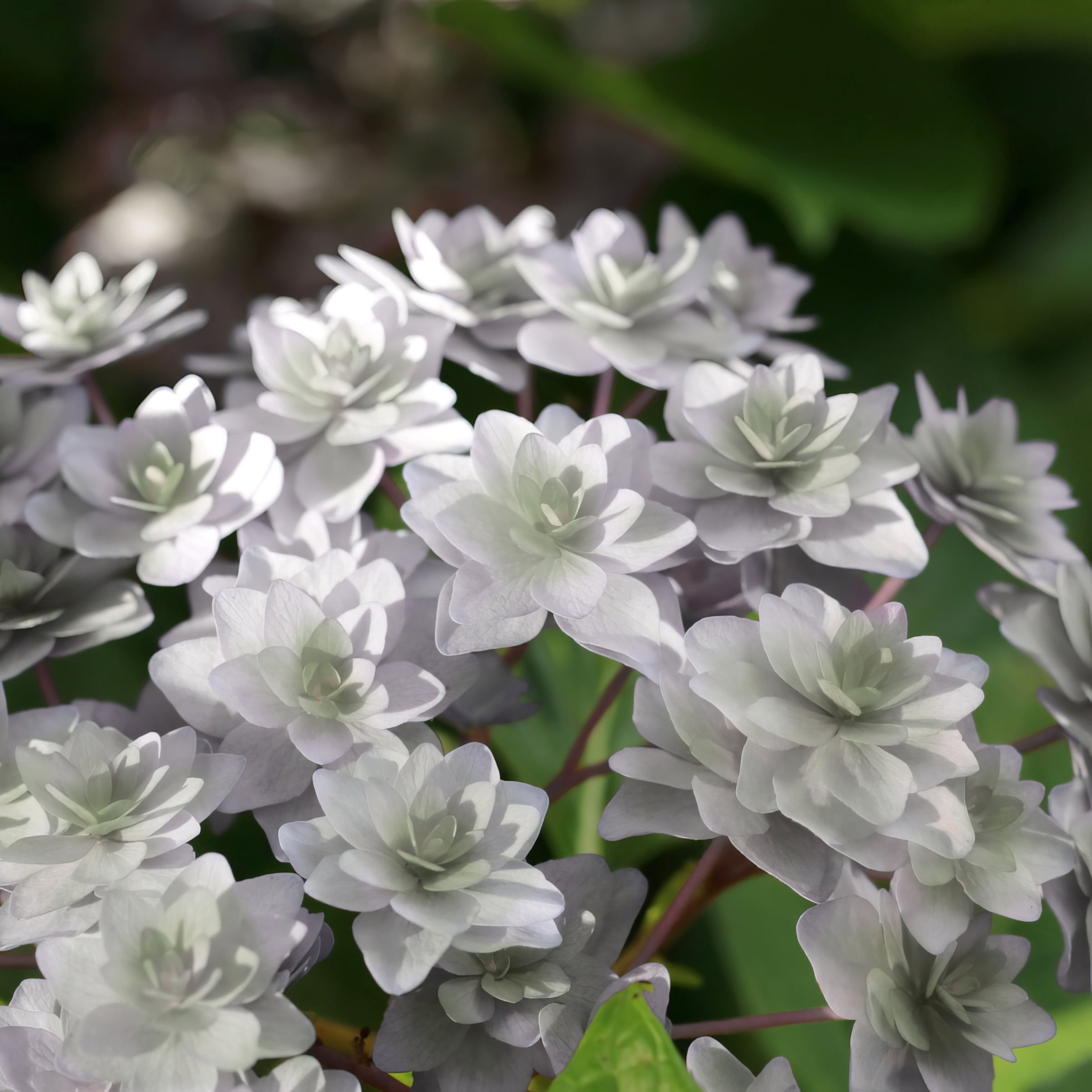 National Plant Network 4" Hydrangea 'Wedding Gown' Live Shrub with Partial Sunlight (3-Pack)