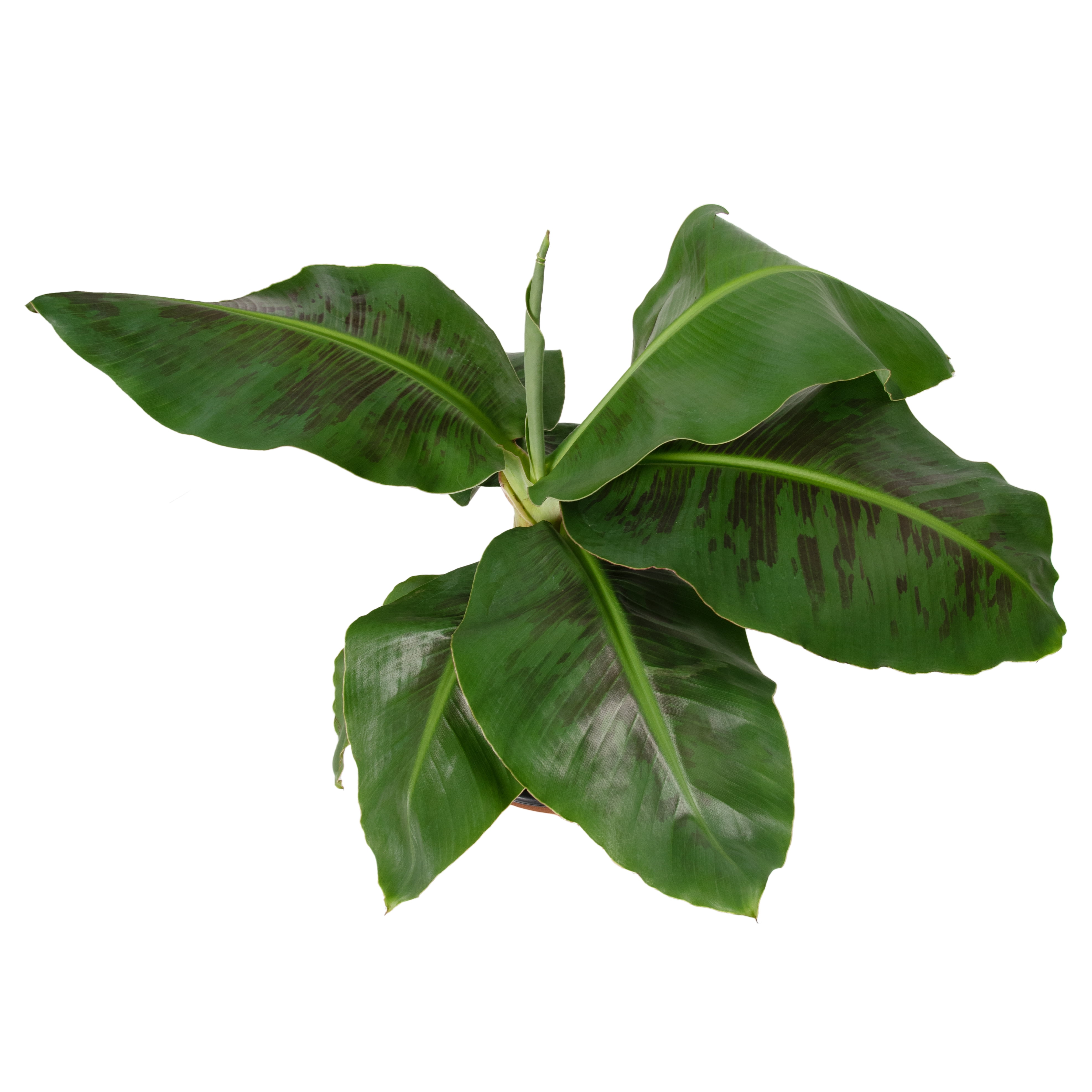 Plant With Purpose 7 in. Terracotta Bowl Planter with 8 in. Banana Dwarf Cavendish Live Houseplant Bright Indirect Sun- 1 Piece