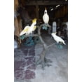 thumbnail image 6 of Nifao Three Cockatoo on a Tree Bronze Statue – Outdoor Garden Decor Sculpture, 55"L x 34"W x 68"H, 6 of 12
