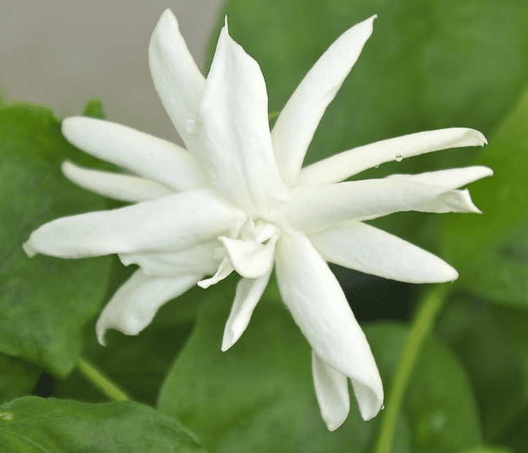 Jasmine Belle of India Live Plant 4-6 Inch Tall, White Blooming Jasmine for Indoor Outdoor Garden & Patio Decor