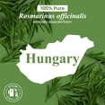 thumbnail image 7 of Handcraft Blends Rosemary Essential Oil - Huge 4 Fl Oz - 100% Pure and Natural - Premium Grade with Glass Dropper, 7 of 7