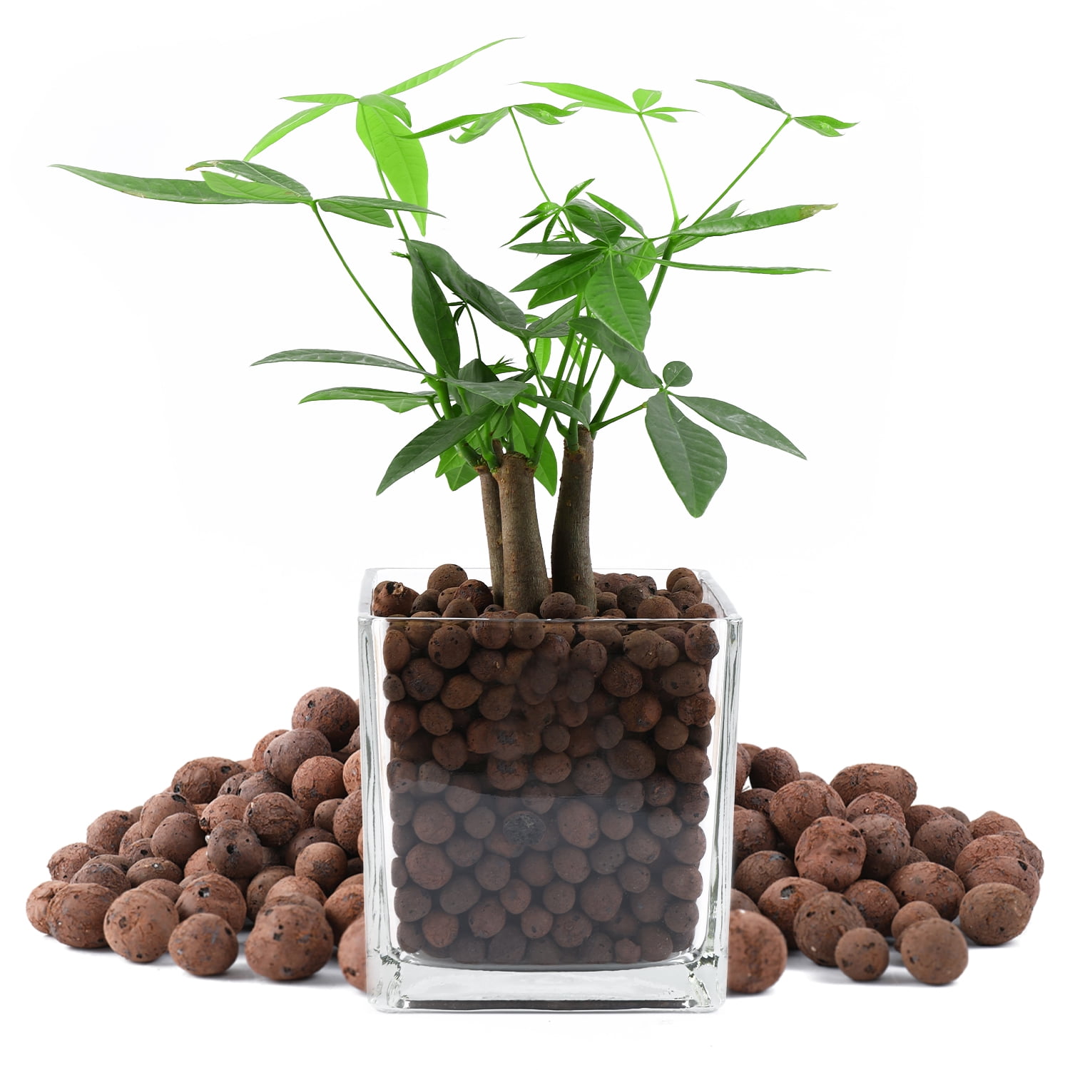  Rurtsva Natural Organic Clay Pebbles, 5LBS 8mm-18mm Expanded  Leca Balls Plant Garden Soil, Grow Media for Hydroponics, Decoration,  Aquaponics, Gardening Essentials : Patio, Lawn & Garden