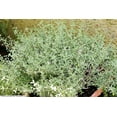 thumbnail image 4 of 20 CAT THYME Teucrium Marum aka Cat Crack, Kitty Crack, & Mediterranean Germander Silvery Foliage Red Purple Flower Herb Sub-Shrub Seeds, 4 of 5