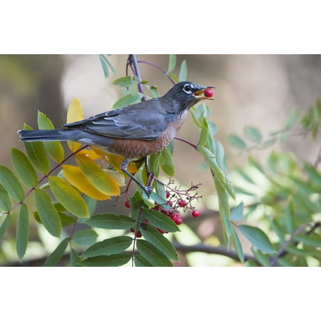 American Robin (Turdus Migratorius) With Mountain Ash Berry In Beak Perched On Branch Fairbanks Alaska Fall