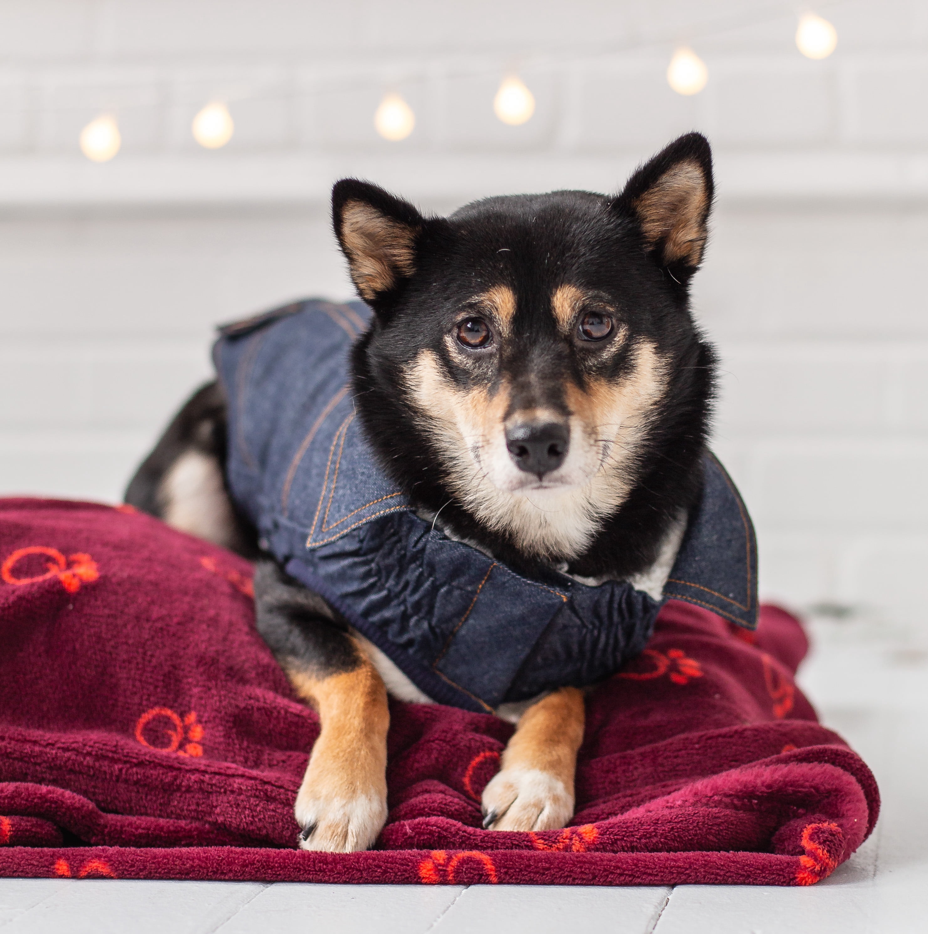 GF PET Denim Dog Jacket Elastofit Apparel for Small Medium Large Dogs Pets, XL