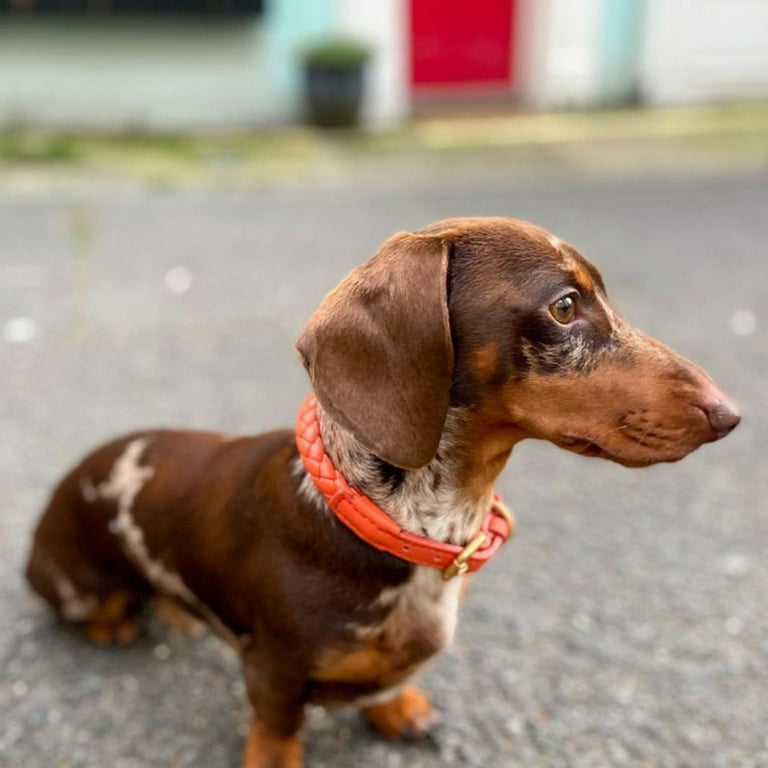 Shock collar clearance for mini dachshund