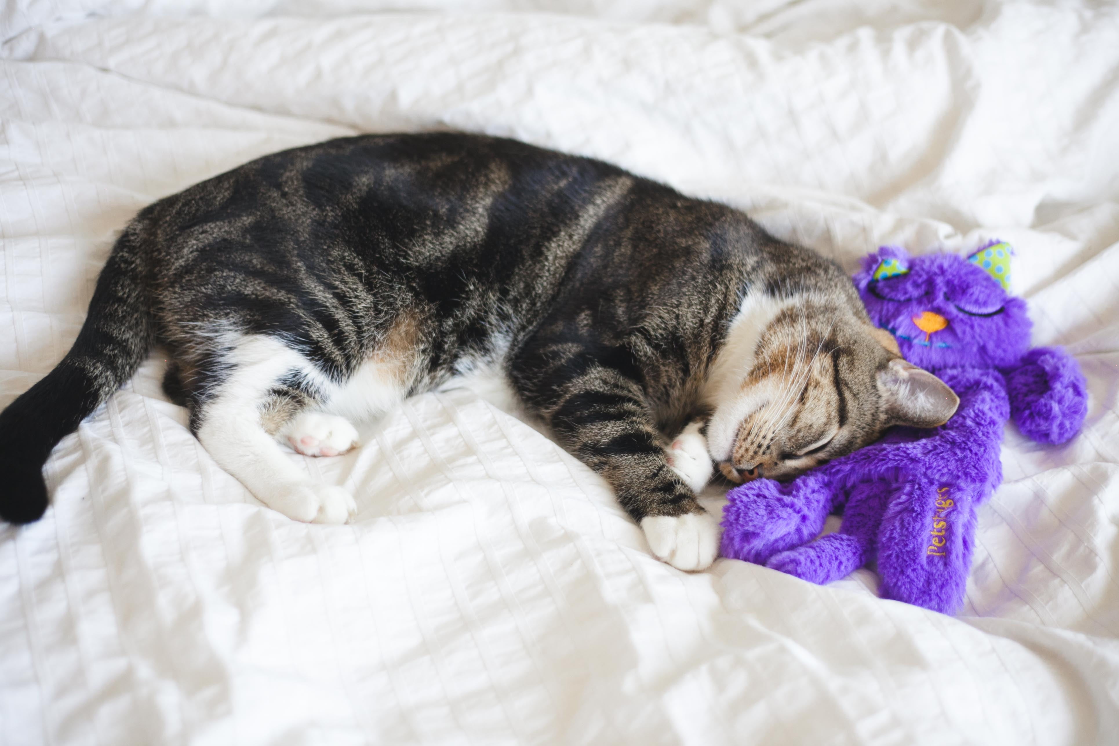 Petstages purr top pillow cat toy